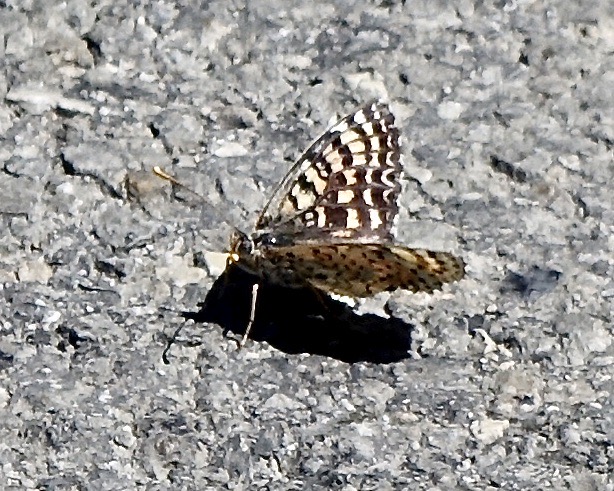 spotted fritillary